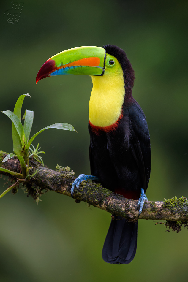 tukan krátkozobý - Ramphastos sulfuratus