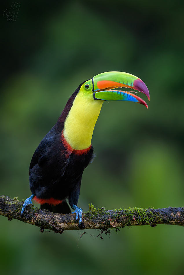 tukan krátkozobý - Ramphastos sulfuratus