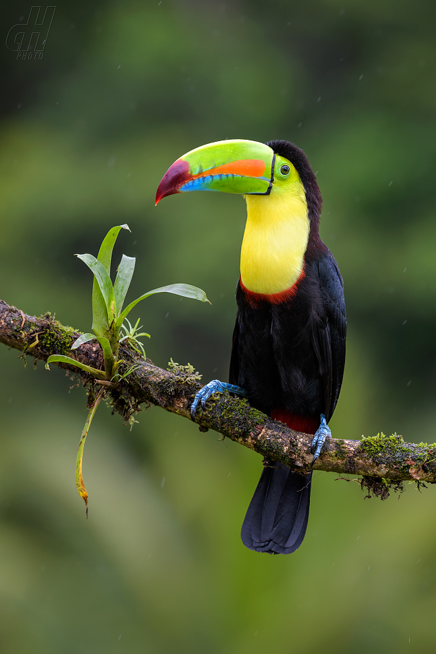 tukan krátkozobý - Ramphastos sulfuratus