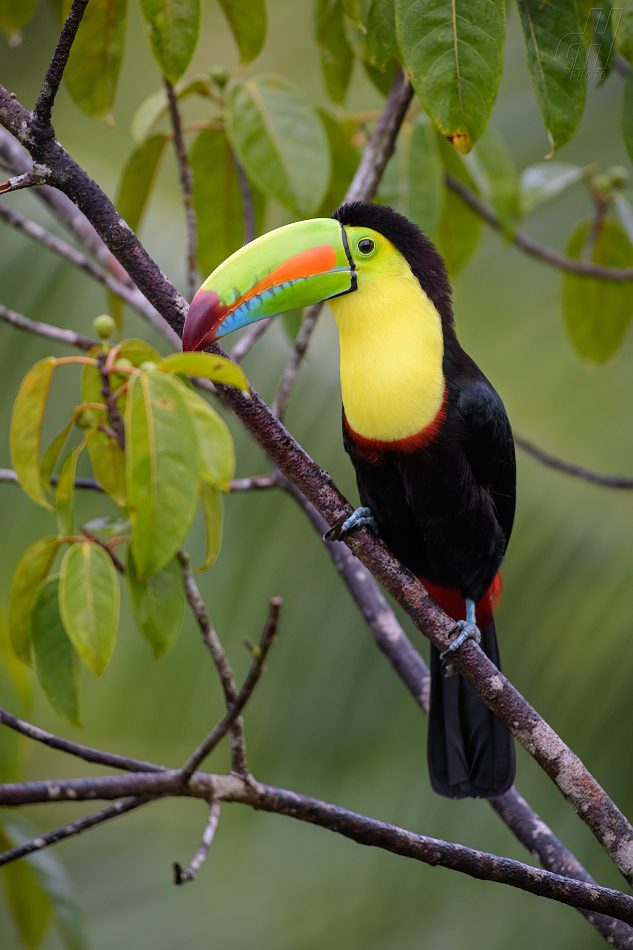 tukan krátkozobý - Ramphastos sulfuratus