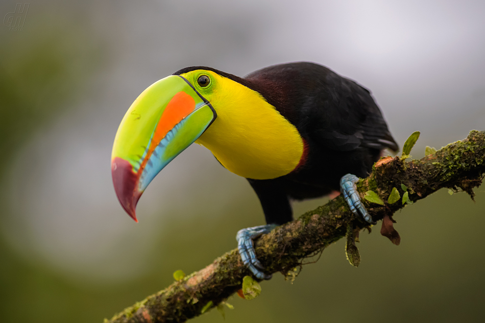 tukan krátkozobý - Ramphastos sulfuratus