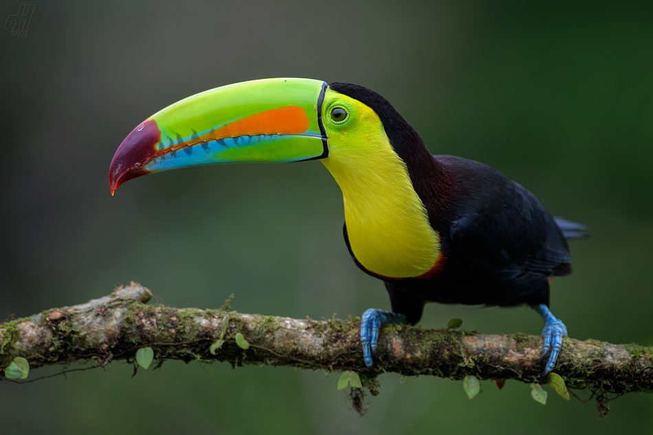 tukan krátkozobý - Ramphastos sulfuratus