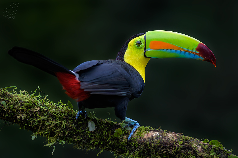 tukan krátkozobý - Ramphastos sulfuratus