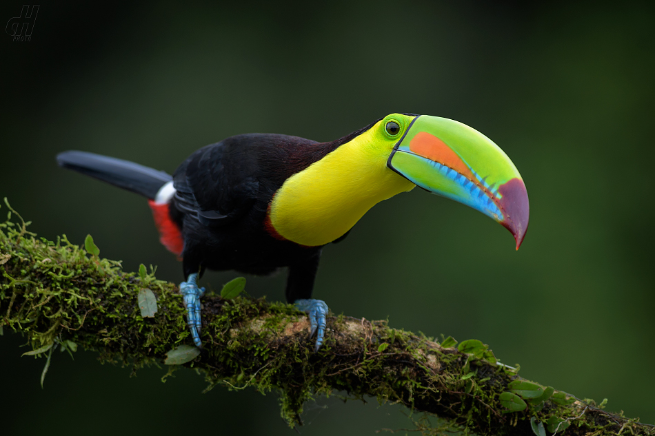 tukan krátkozobý - Ramphastos sulfuratus