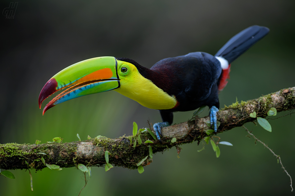 tukan krátkozobý - Ramphastos sulfuratus