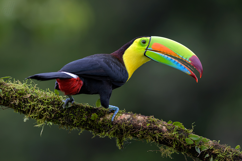 tukan krátkozobý - Ramphastos sulfuratus