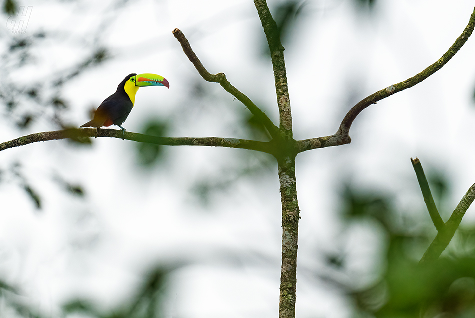 tukan krátkozobý - Ramphastos sulfuratus