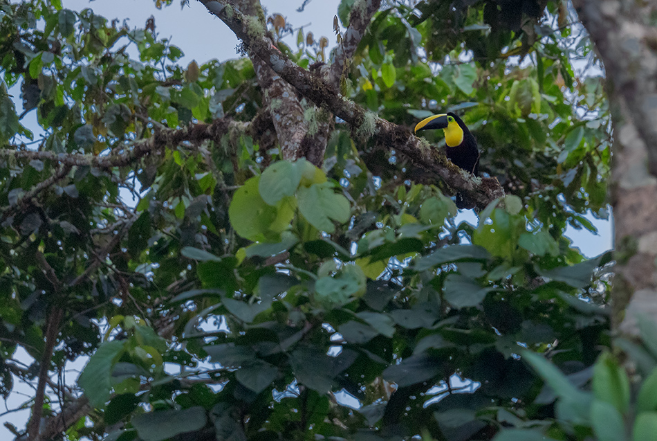 tukan žlutohrdlý - Ramphastos ambiguus