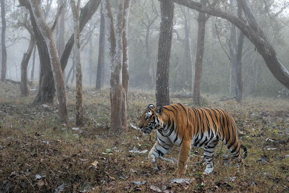 tygr indický - Panthera tigris tigris