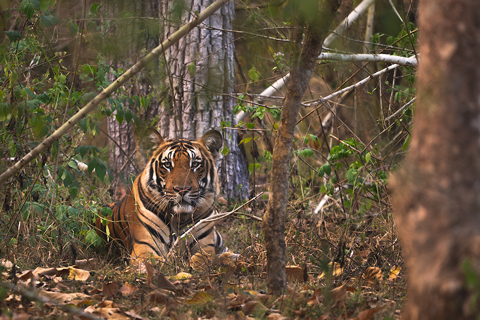 tygr indický - Panthera tigris tigris