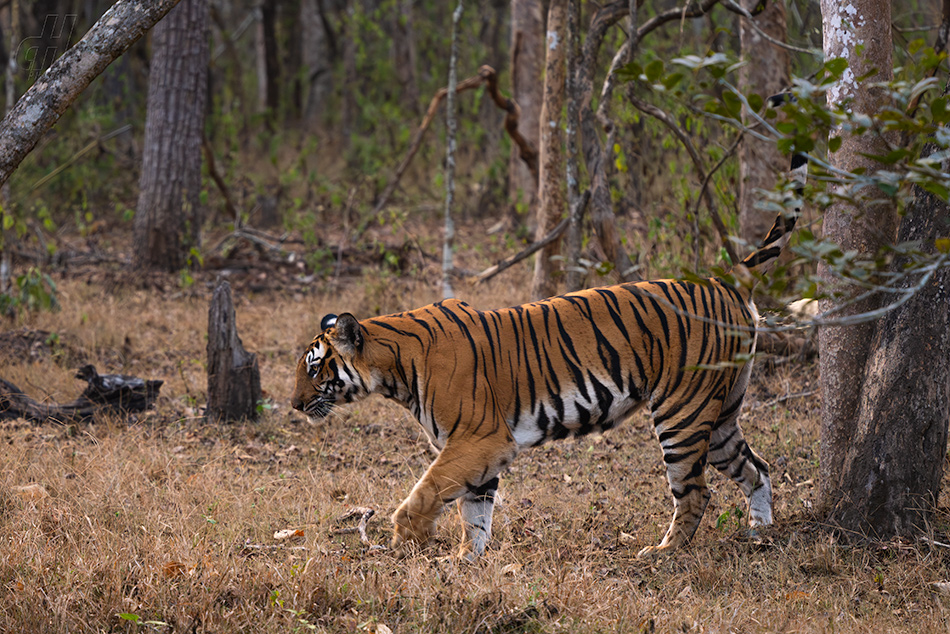 tygr indický - Panthera tigris tigris