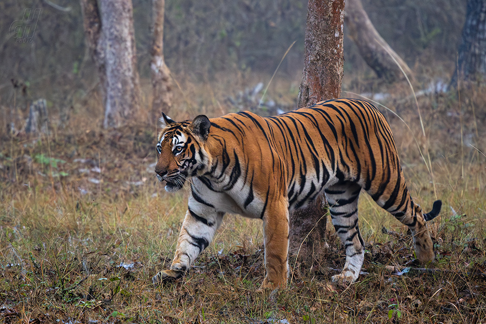 tygr indický - Panthera tigris tigris