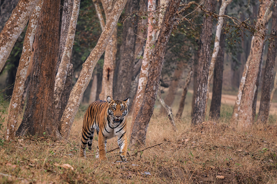 tygr indický - Panthera tigris tigris