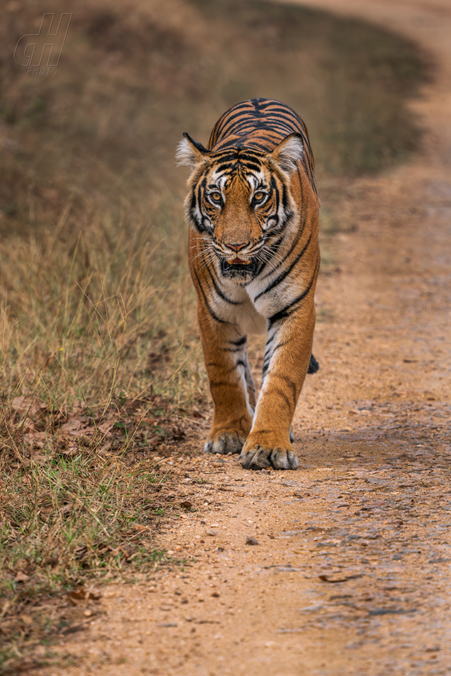 tygr indický - Panthera tigris tigris