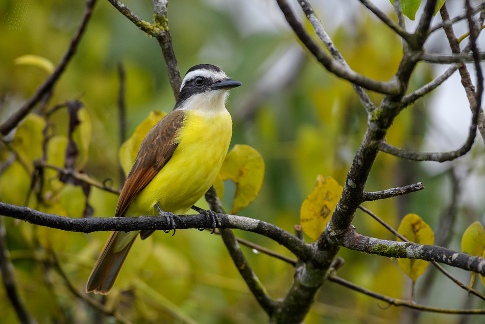 tyran bentevi - Pitangus sulphuratus