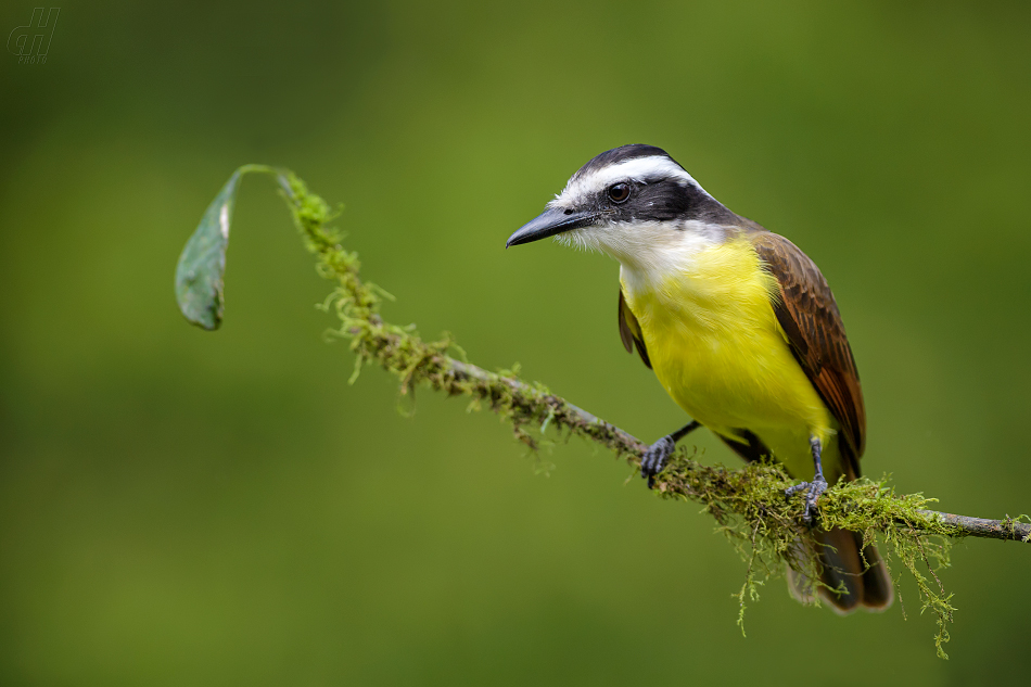 tyran bentevi - Pitangus sulphuratus