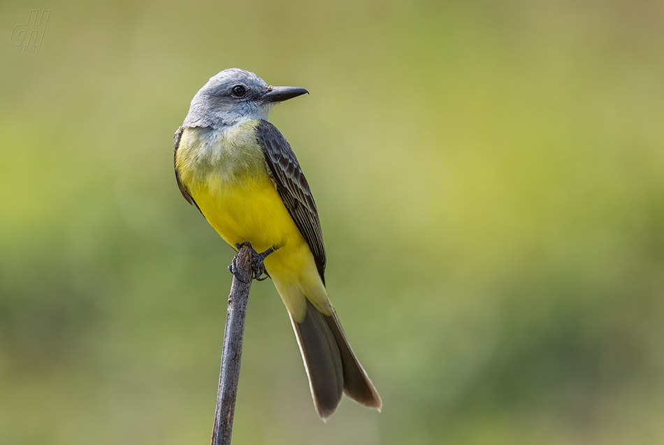 tyran tropický - Tyrannus melancholicus