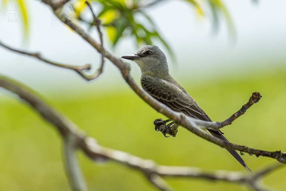 tyran tropický - Tyrannus melancholicus