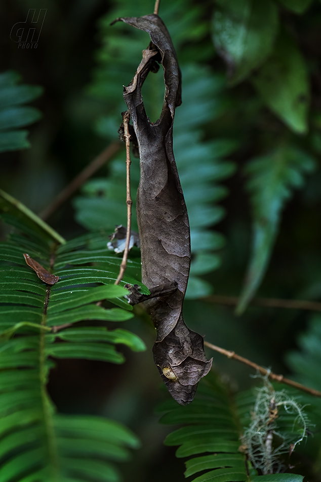 Uroplatus phantasticus