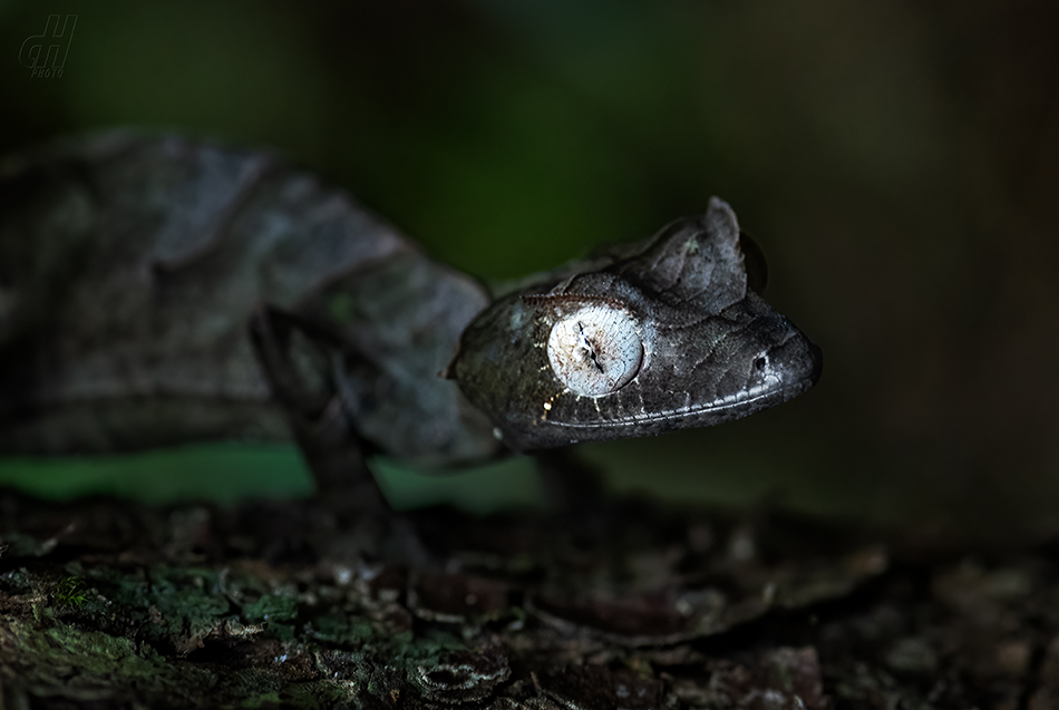 Uroplatus phantasticus