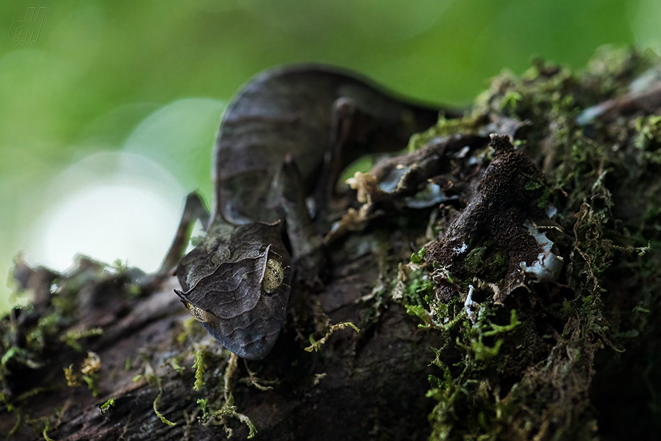 Uroplatus phantasticus