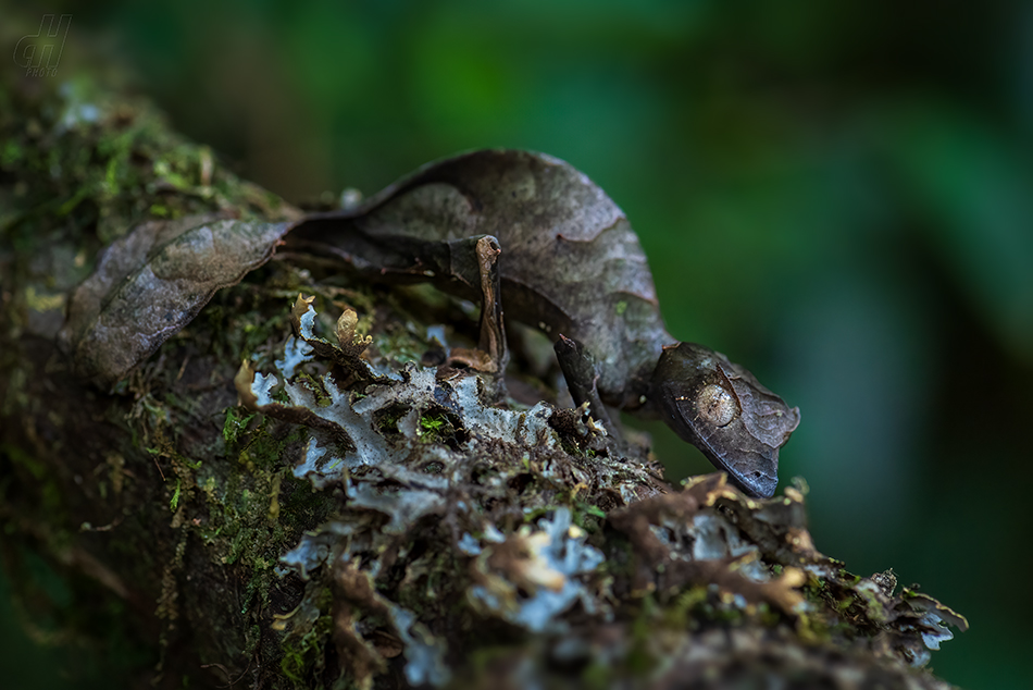 Uroplatus phantasticus