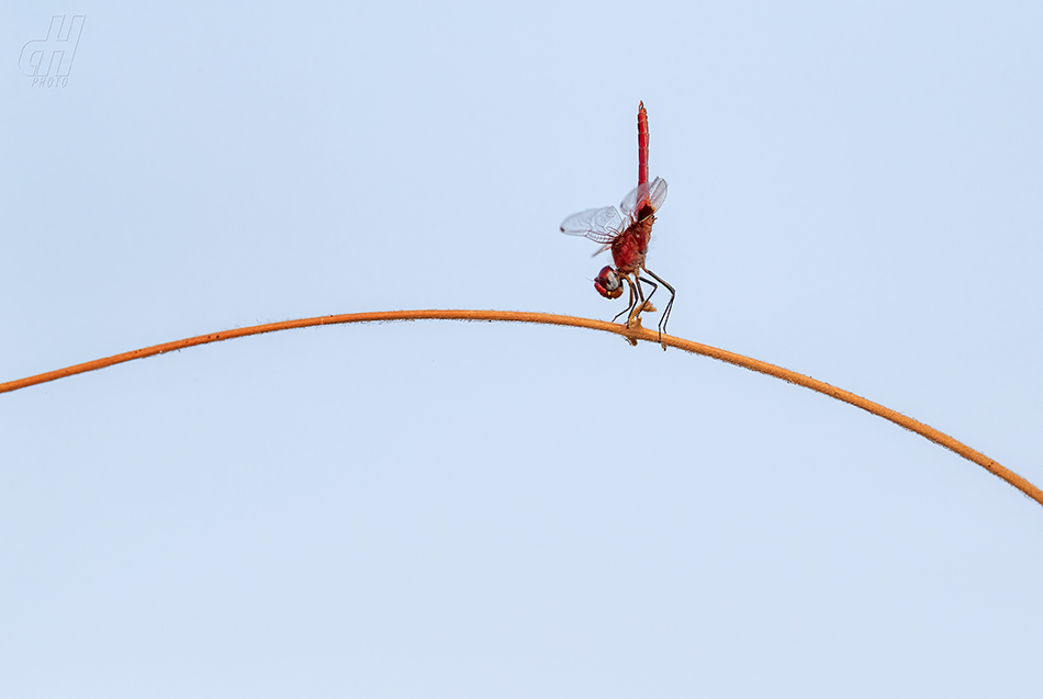 Urothemis assignata