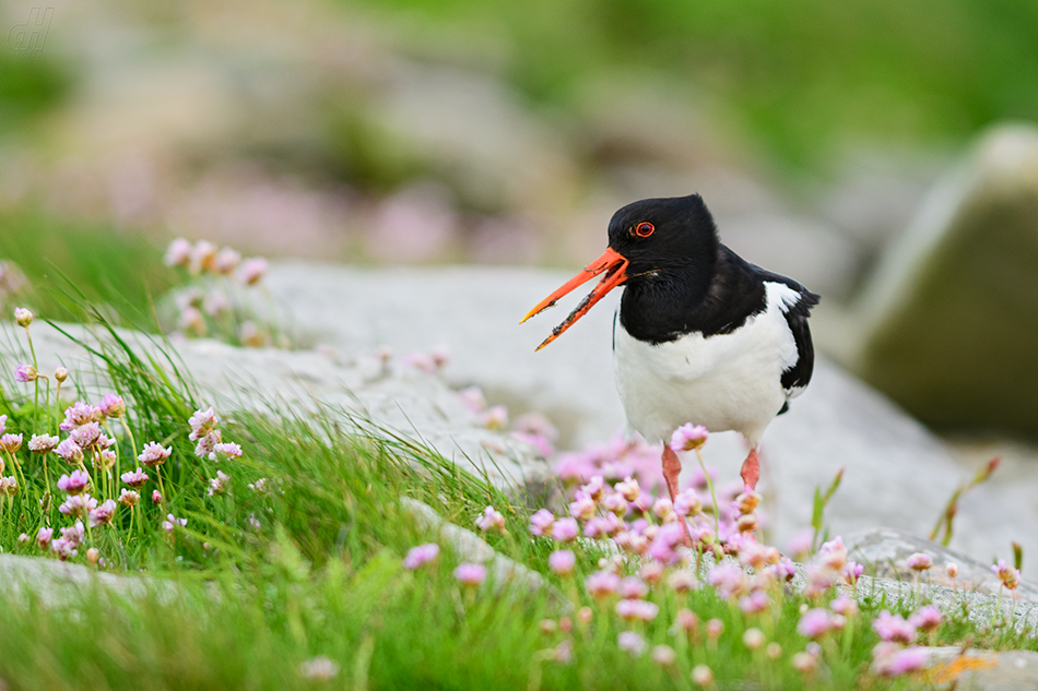 ústřičník velký - Haematopus ostralegus