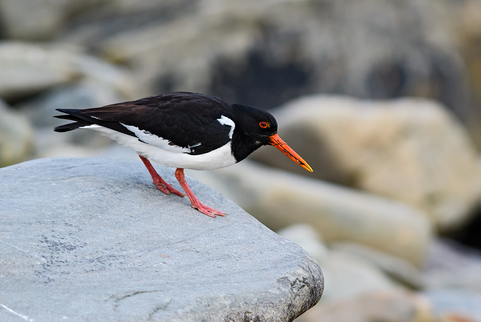 ústřičník velký - Haematopus ostralegus