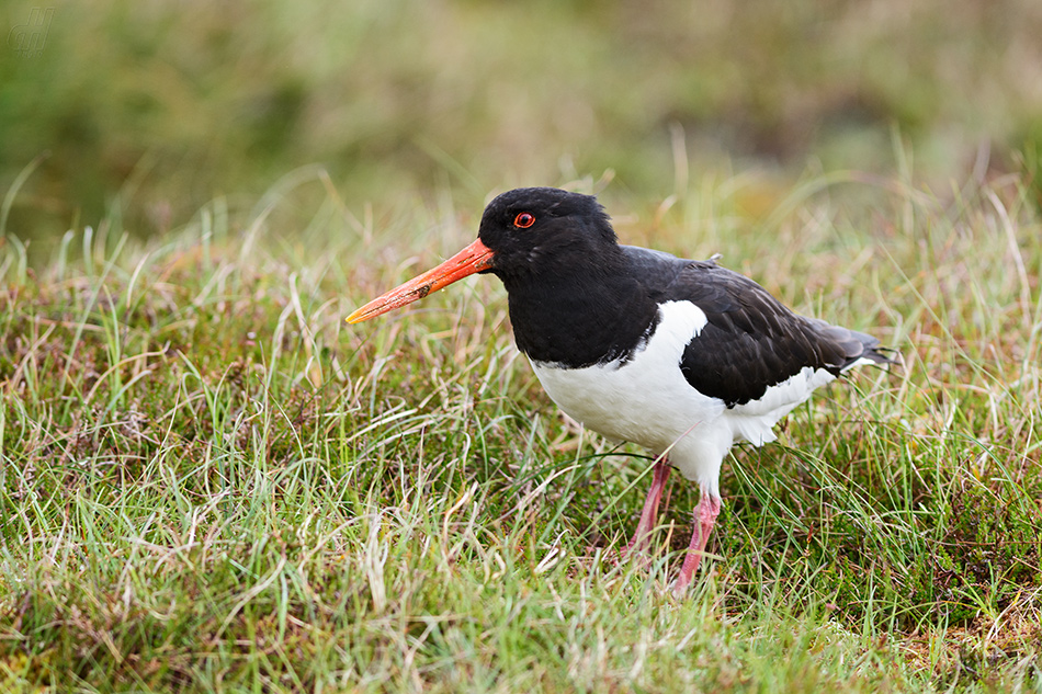 ústřičník velký - Haematopus ostralegus