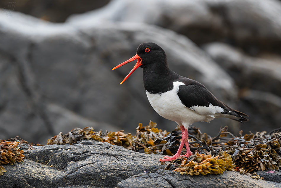 ústřičník velký - Haematopus ostralegus