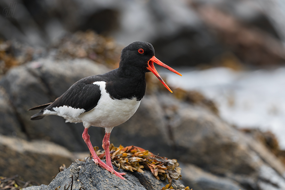 ústřičník velký - Haematopus ostralegus