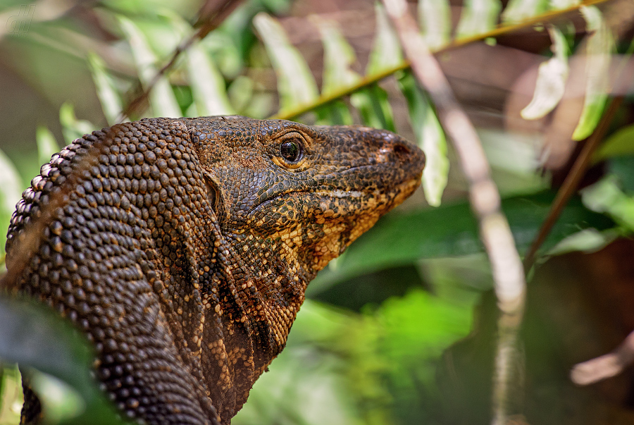 varan bengálský - Varanus bengalensis