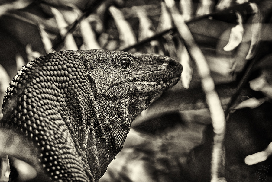 varan bengálský - Varanus bengalensis