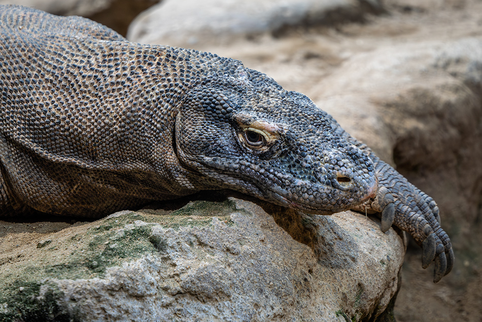 varan komodský - Varanus komodoensis