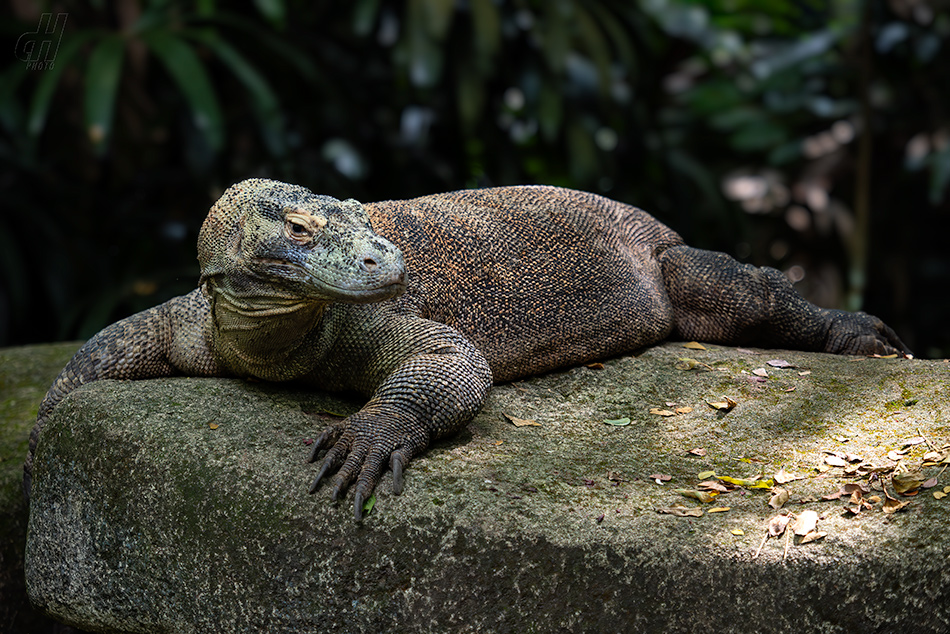 varan komodský - Varanus komodoensis