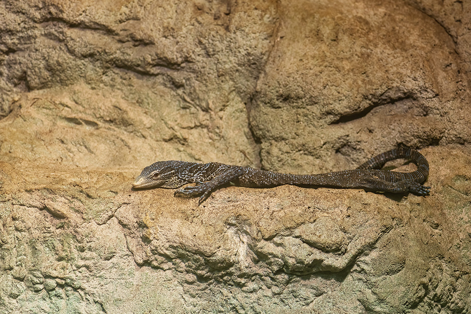 varan modrý - Varanus macraei