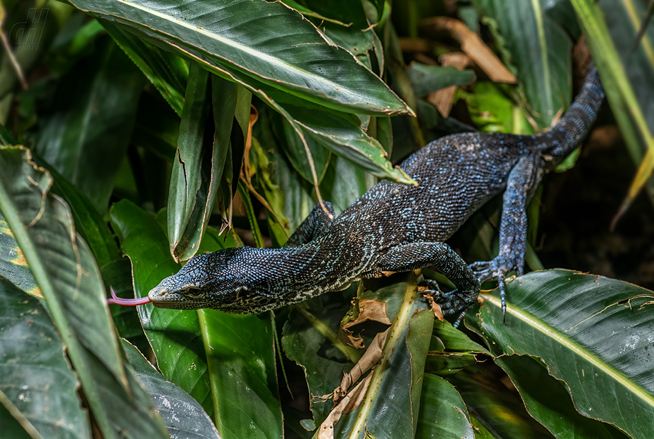 varan modrý - Varanus macraei