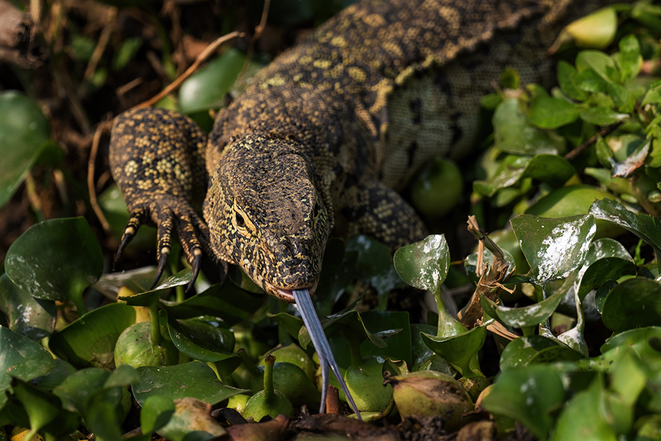 varan nilský - Varanus niloticus