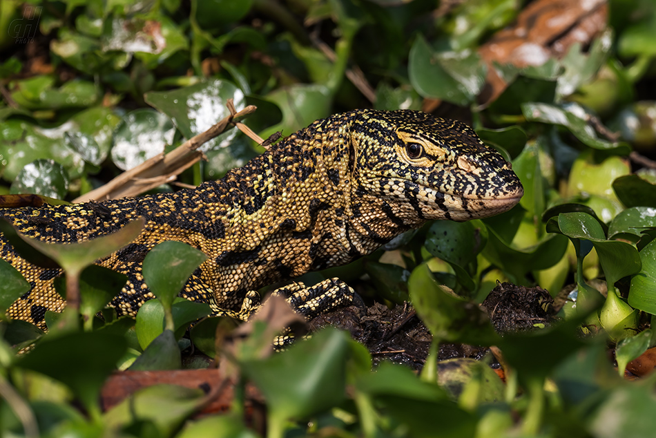 varan nilský - Varanus niloticus