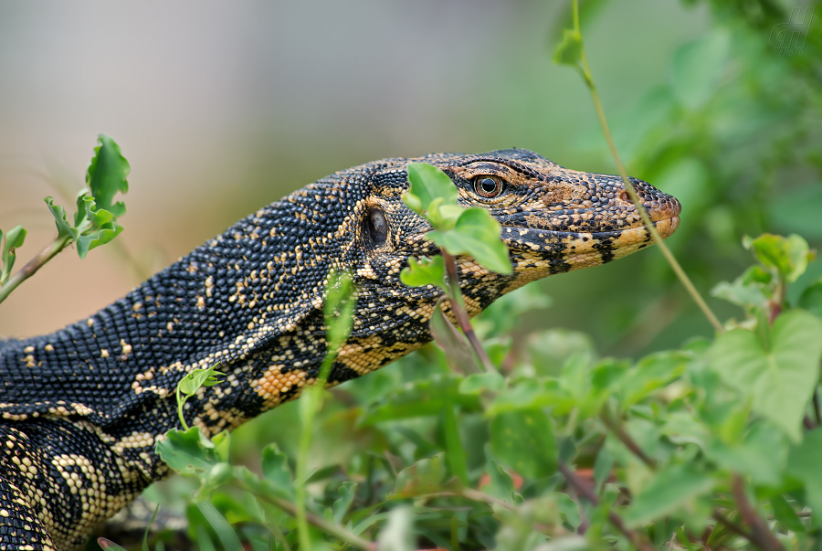 varan skvrnitý - Varanus salvator