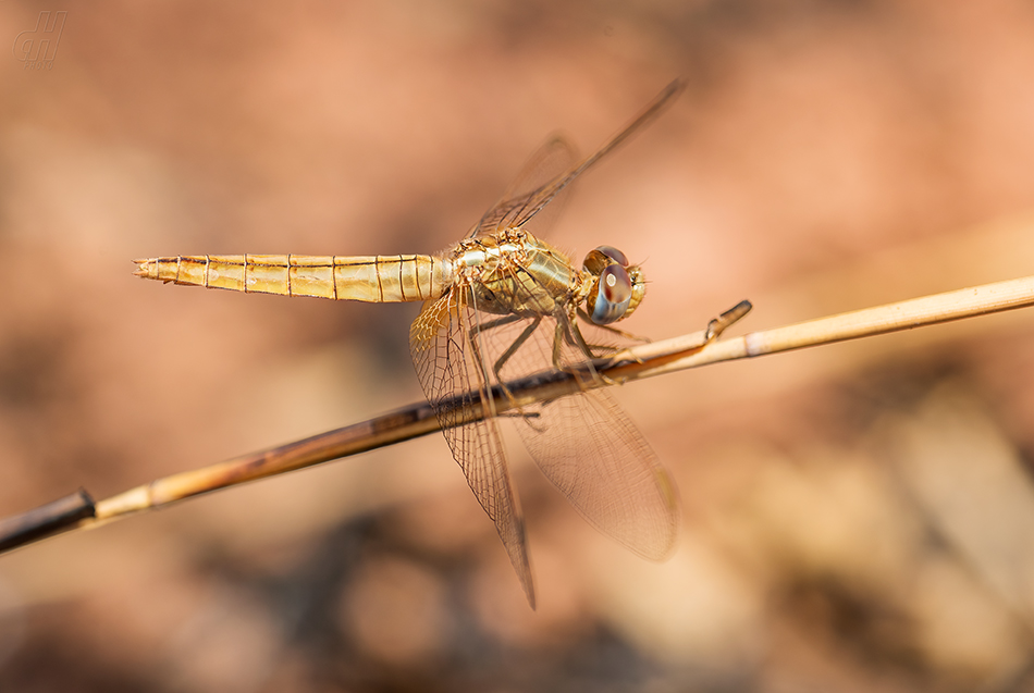 vážka červená - Crocothemis erythraea