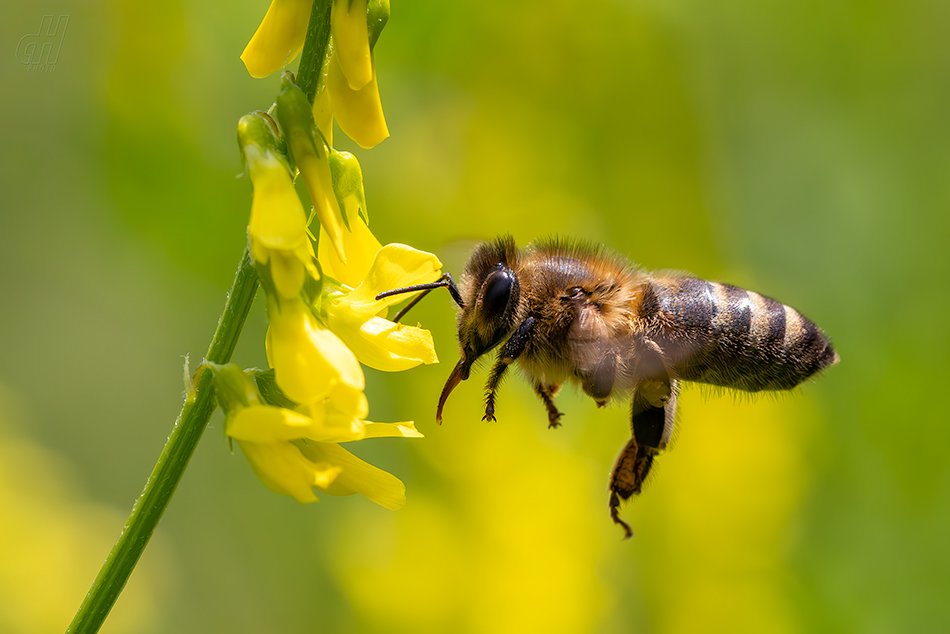 včela medonosná - Apis mellifera