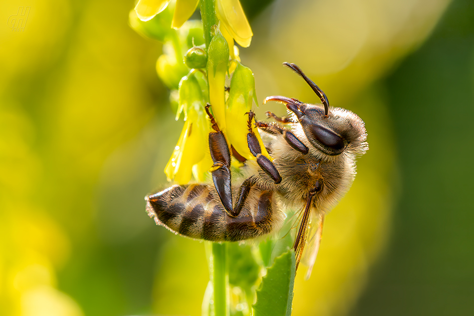 včela medonosná - Apis mellifera