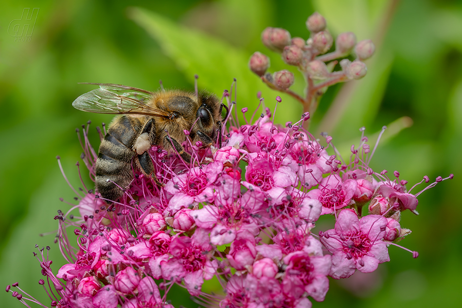 včela medonosná - Apis mellifera