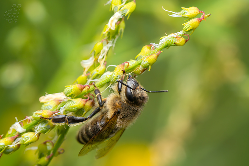 včela medonosná - Apis mellifera