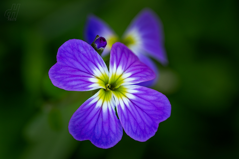 večernička přímořská - Malcolmia maritima