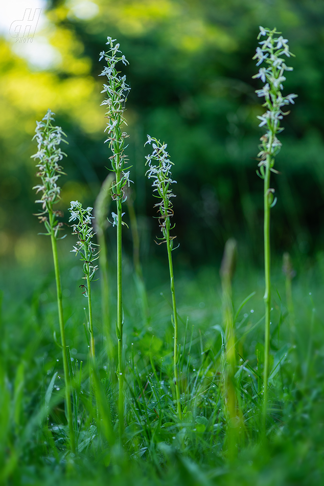 vemeník dvoulistý - Platanthera bifolia