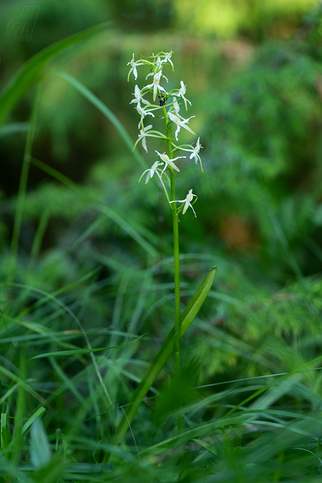 vemeník dvoulistý - Platanthera bifolia