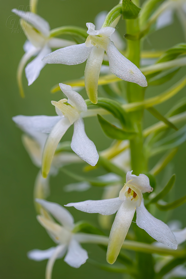 vemeník dvoulistý - Platanthera bifolia